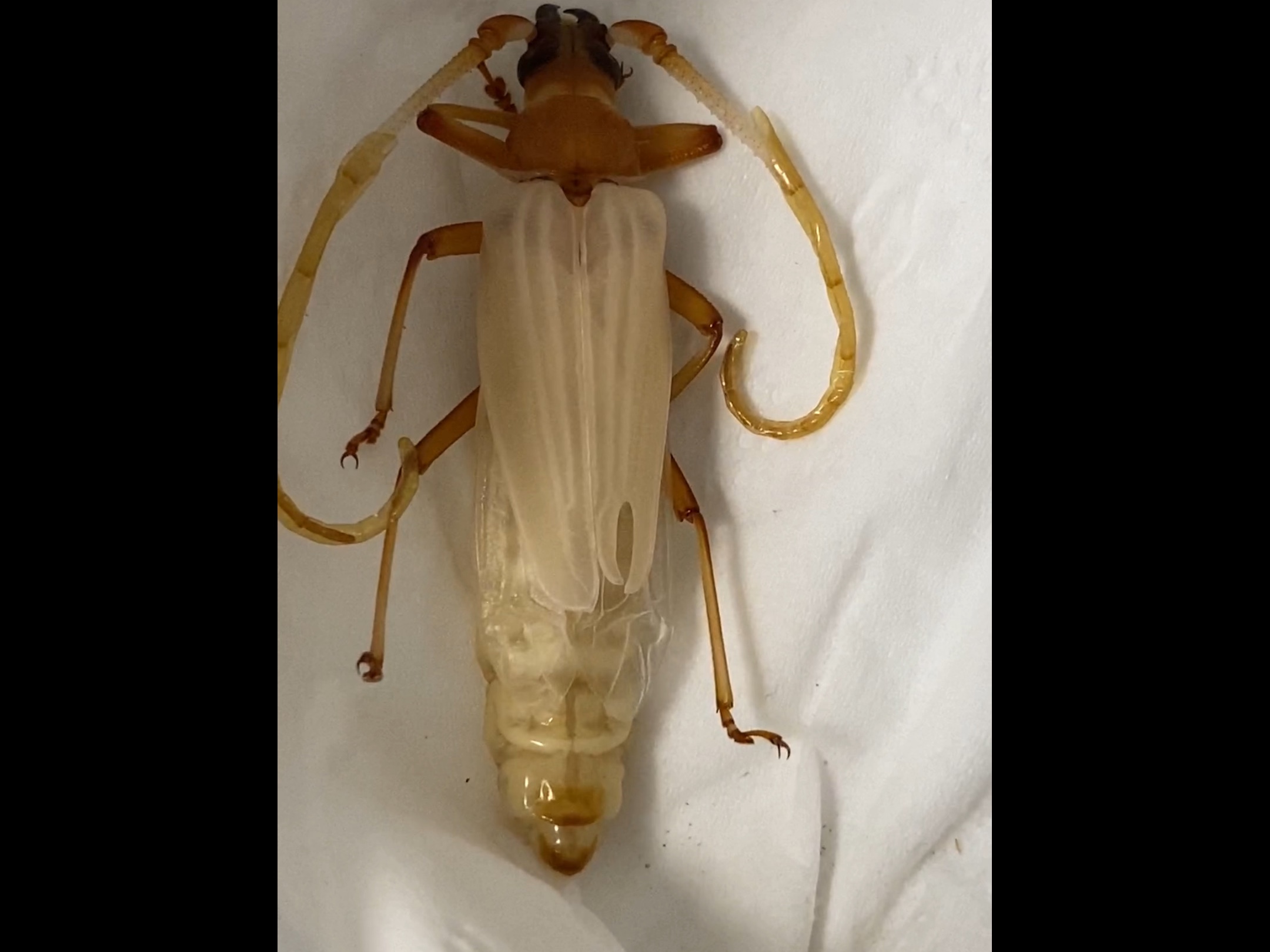 两只天牛蛹都羽化了