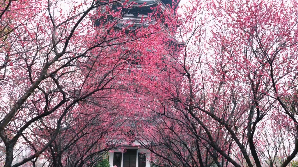 洋湖湿地公园梅花图片