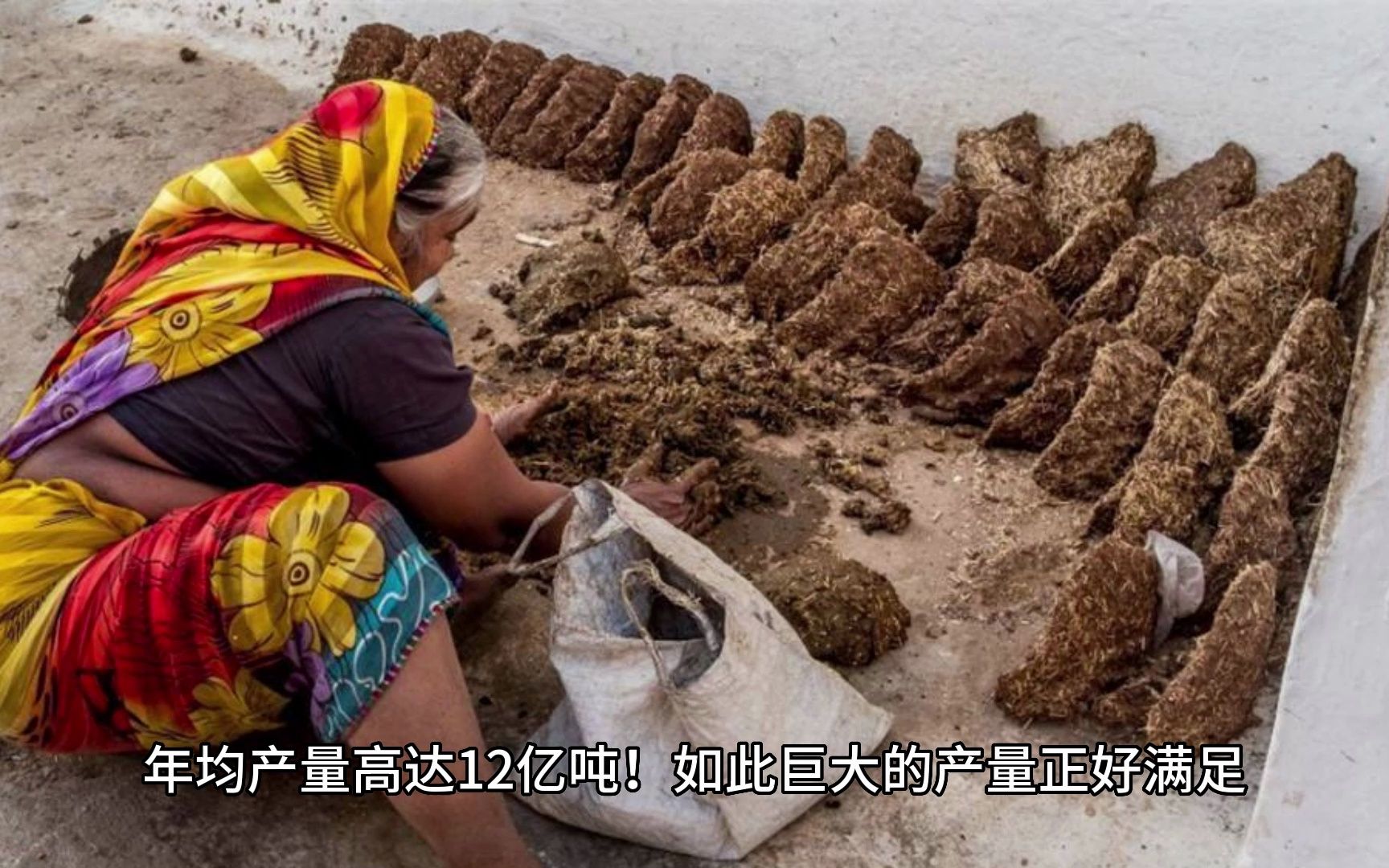 预感印度牛粪将大量出口日本