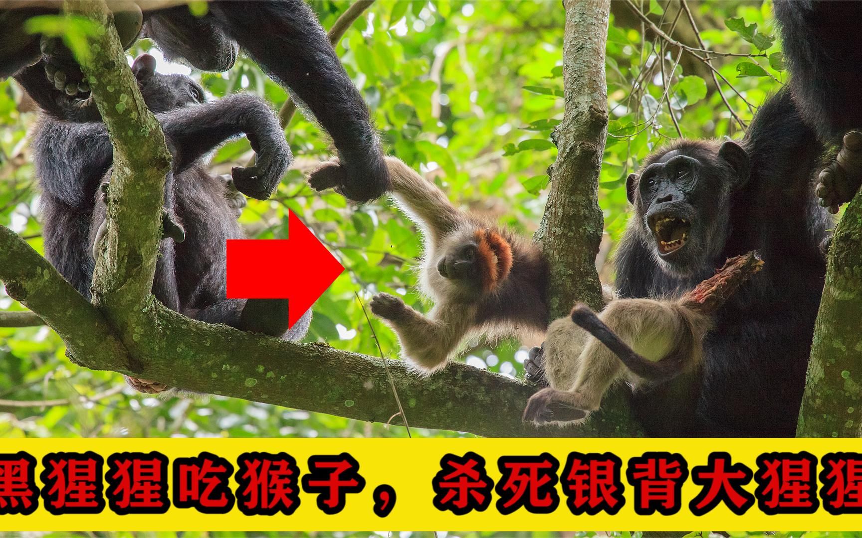 黑猩猩捕食红猩猩图片