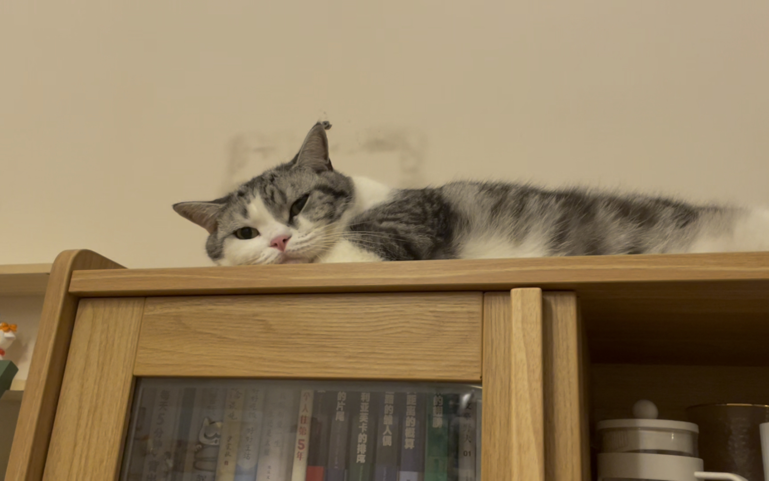 猫咪被吵醒真的好可爱_哔哩哔哩_bilibili