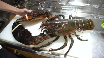 育ちすぎてしまった巨大な危険生物ニシキエビ すべてが規格外 生きたままさばいて食べた 哔哩哔哩 つロ干杯 Bilibili