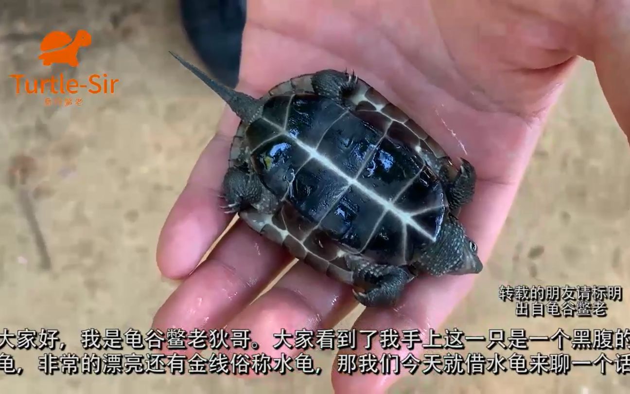 养龟水质判断小妙招苹果螺辨别法龟谷鳖老