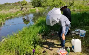 Descargar video: 恬不知耻，组团来野生扬子鳄栖息地偷鱼。——野生扬子鳄张龙守护者 护鳄世家