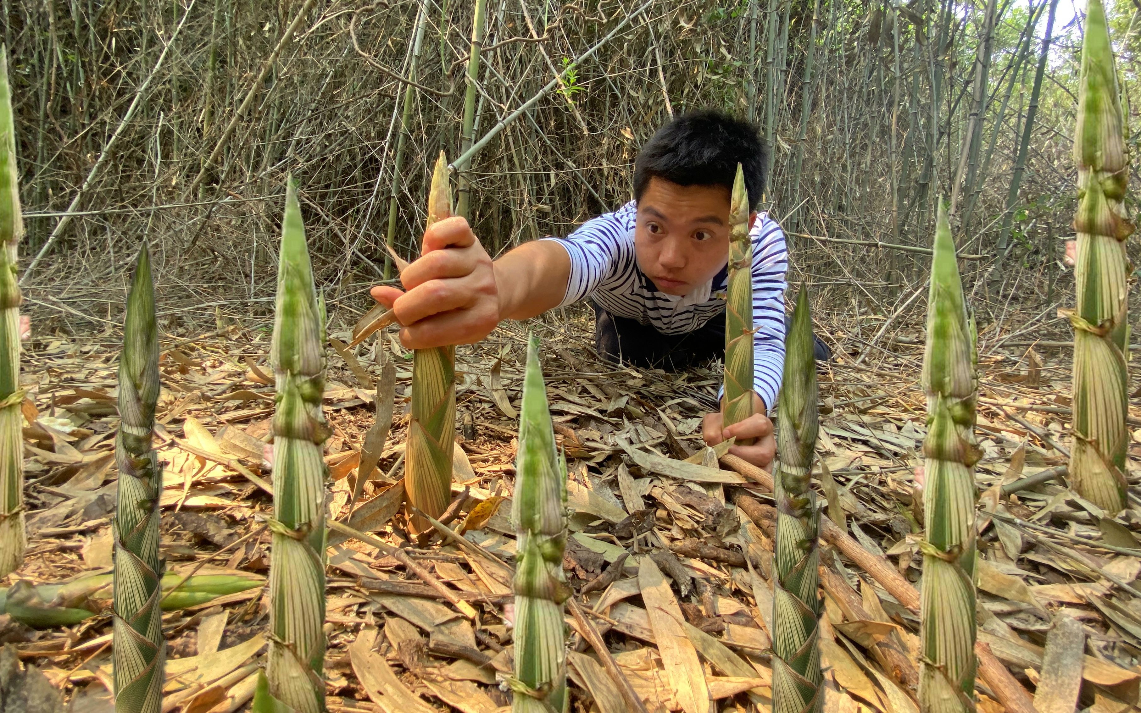 大雨过后野竹笋长的特快小伙30分钟拔了100多斤拔得啪啪响