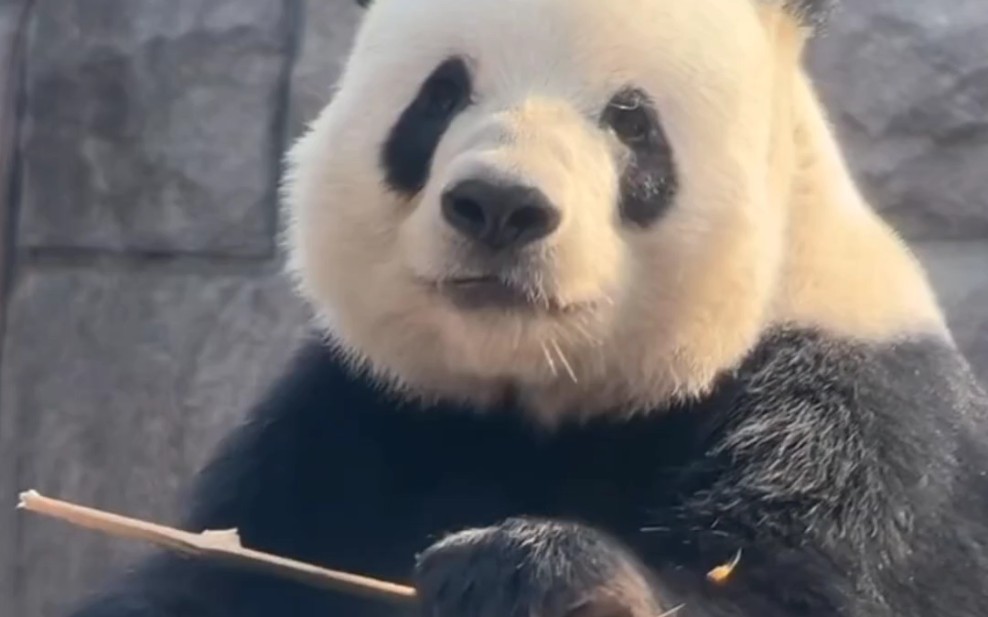 觉得掰竹子需要呲牙的萌二宝宝