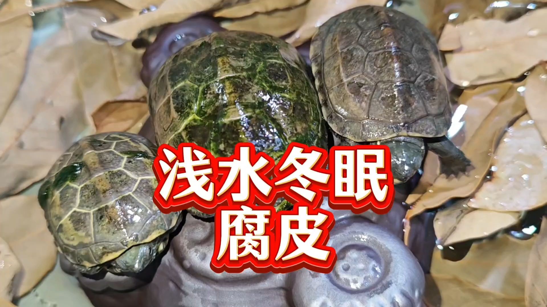 草龟为什么会腐皮