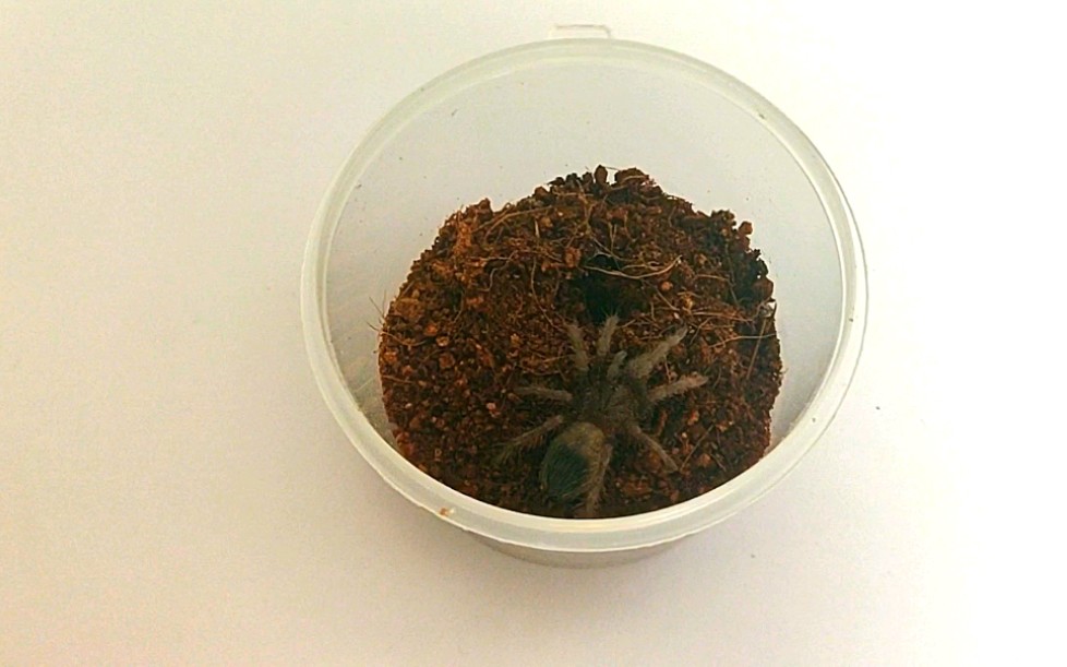 【所罗门捕鸟蛛】所罗门大幼体喂食,没见过这么猛的幼体扑食(好难得