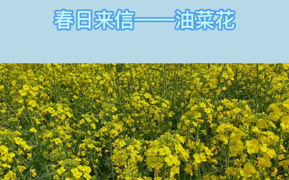 [图]于乡村田野处，随风摇曳，阳光正好，春日正浓。#孝感#油菜花#风景