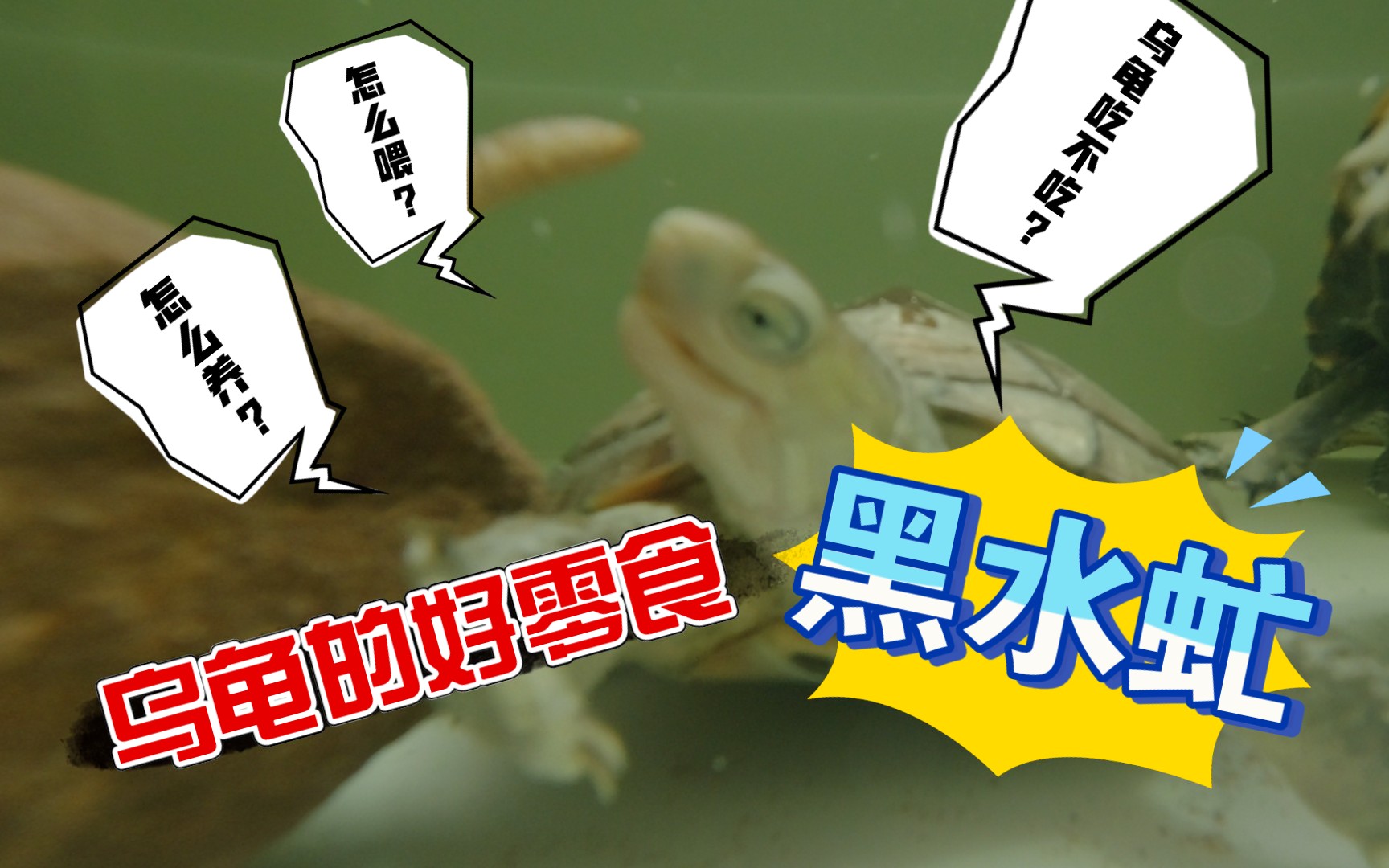 黑水虻了解一下