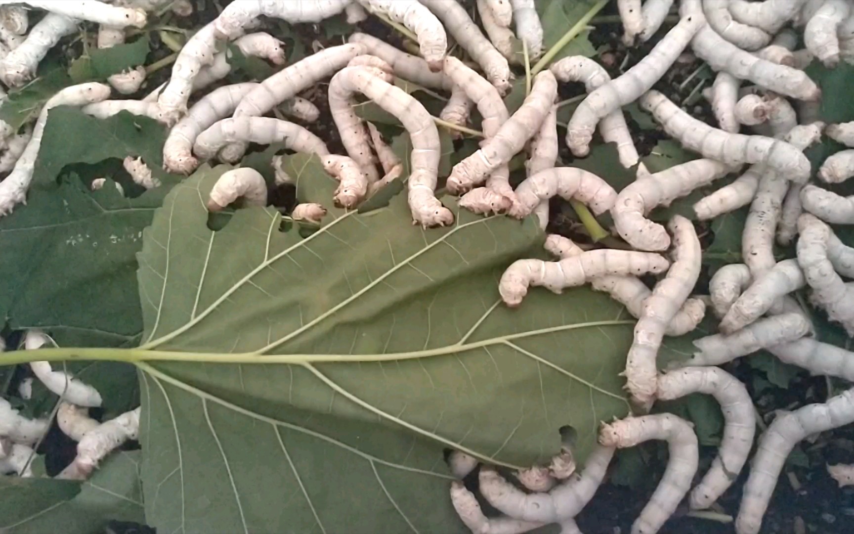 蚕宝宝,密集恐惧症慎入