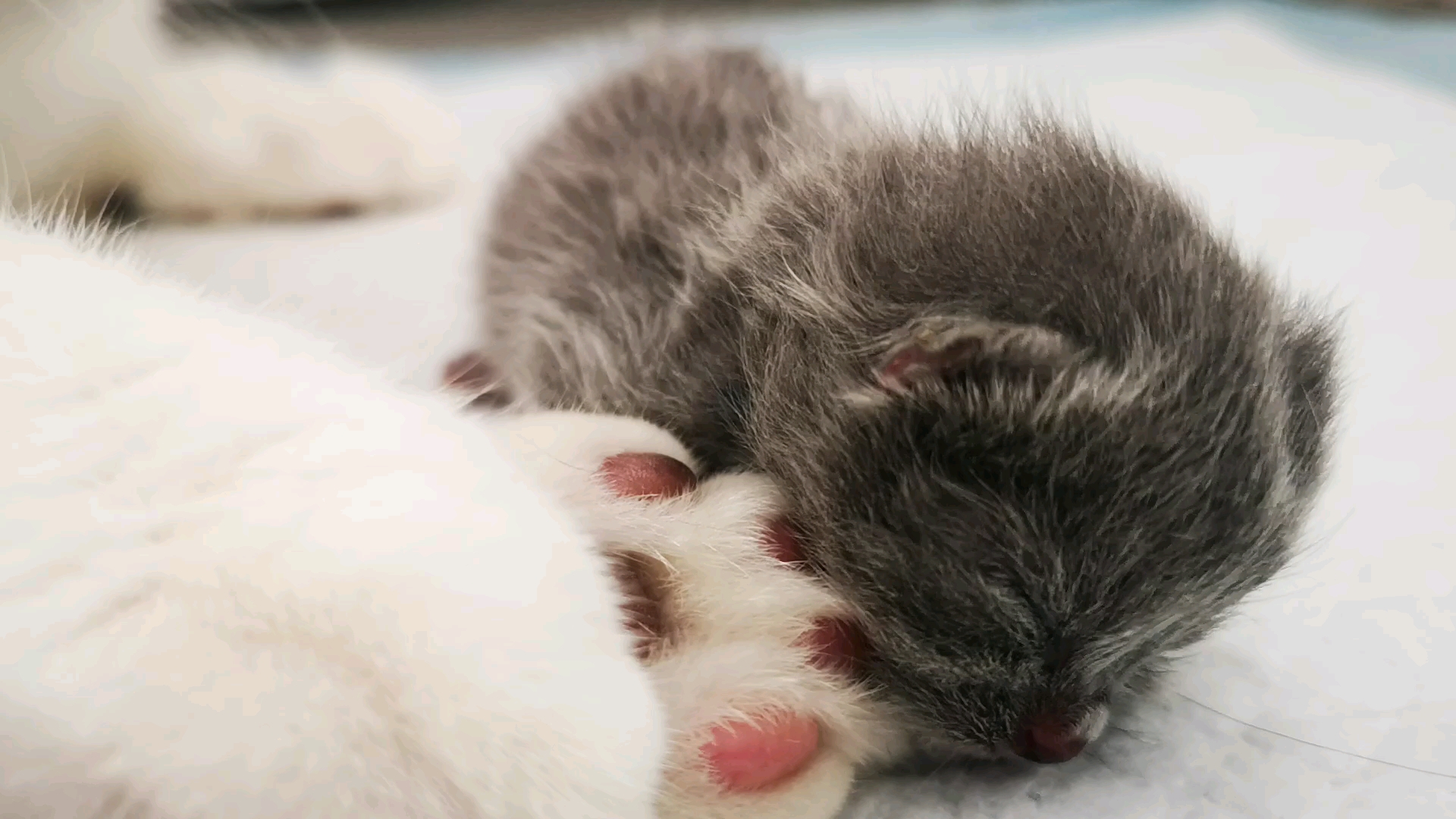 【英短蓝白】第一只刚出生的小蓝猫,小小的生命诞生