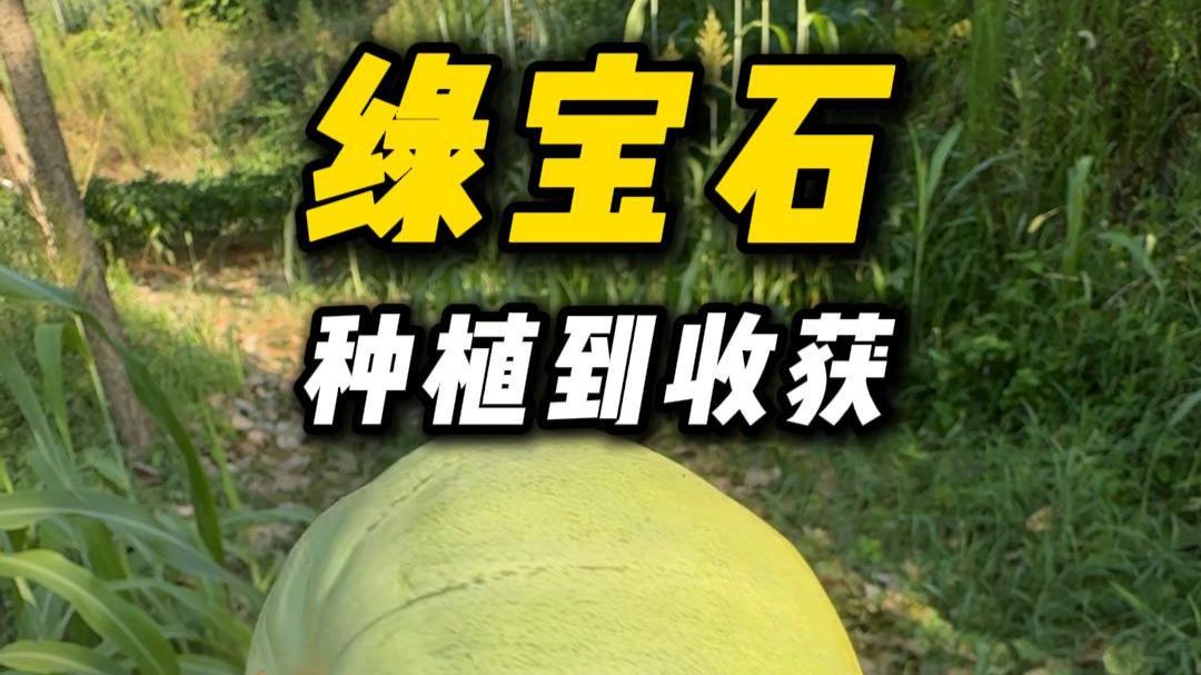 历时4个月，记录绿宝石甜瓜，从播种到收获的全过程 #种甜瓜 #甜瓜生长全过程 #打造百果园