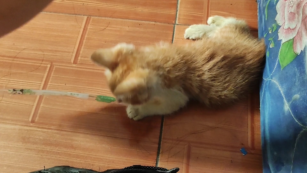 断腿小猫有精神啦好耶