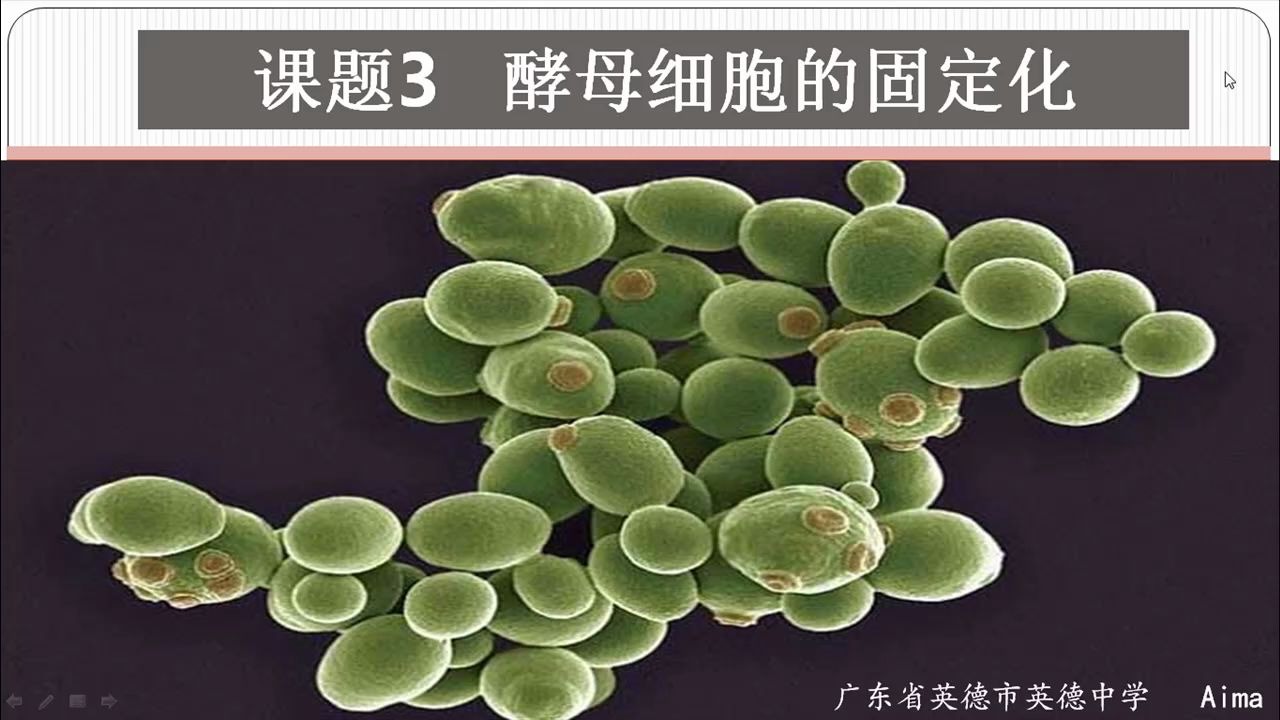 固定化酵母细胞(第二课时)