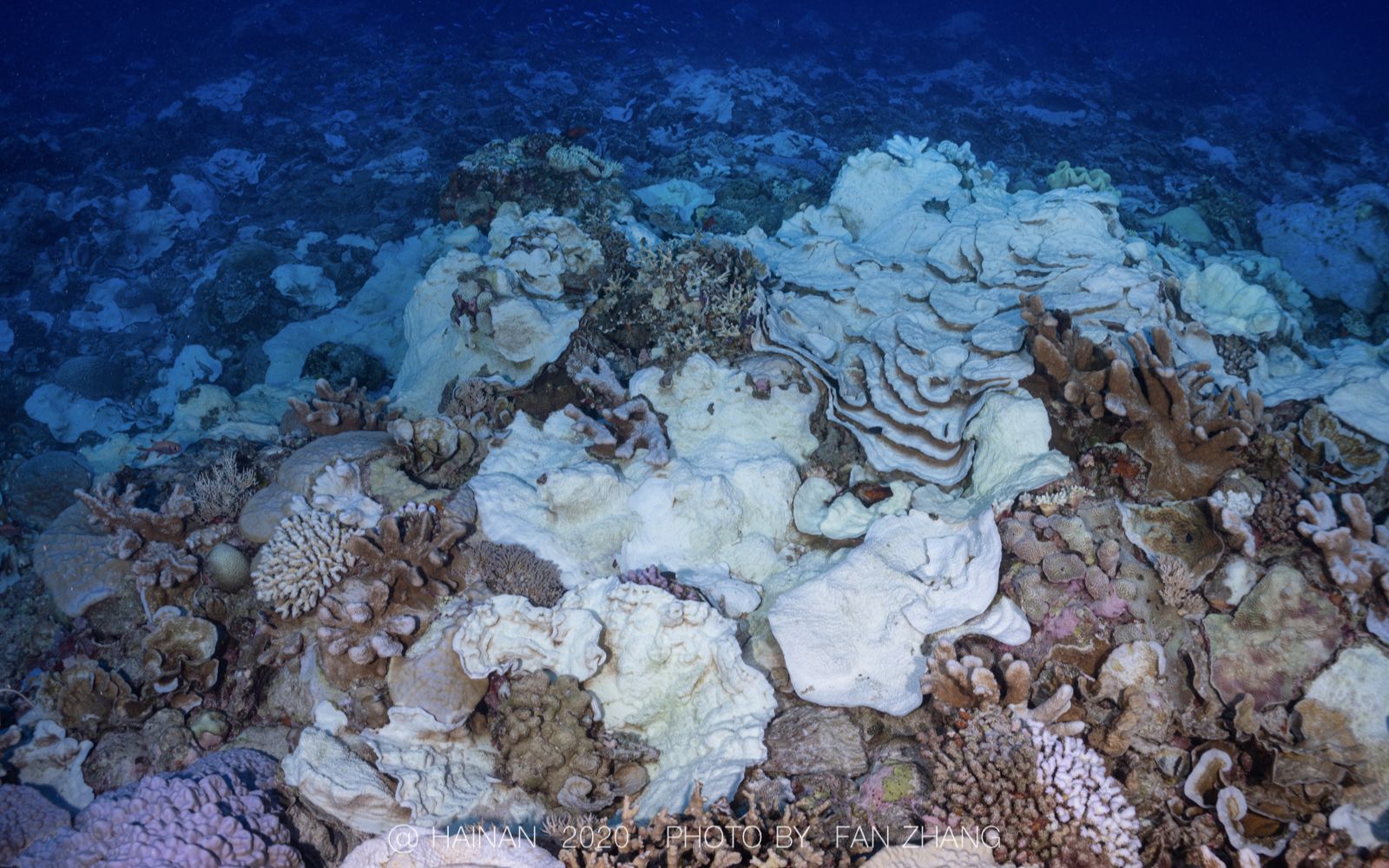 骸骨花园——西沙群岛海底生境_哔哩哔哩_bilibili