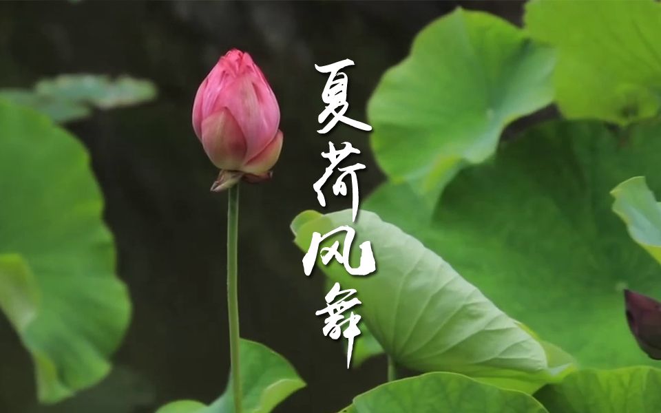 [图]古琴 | 《夏荷风舞》：静听那一塘的荷花舞动私语