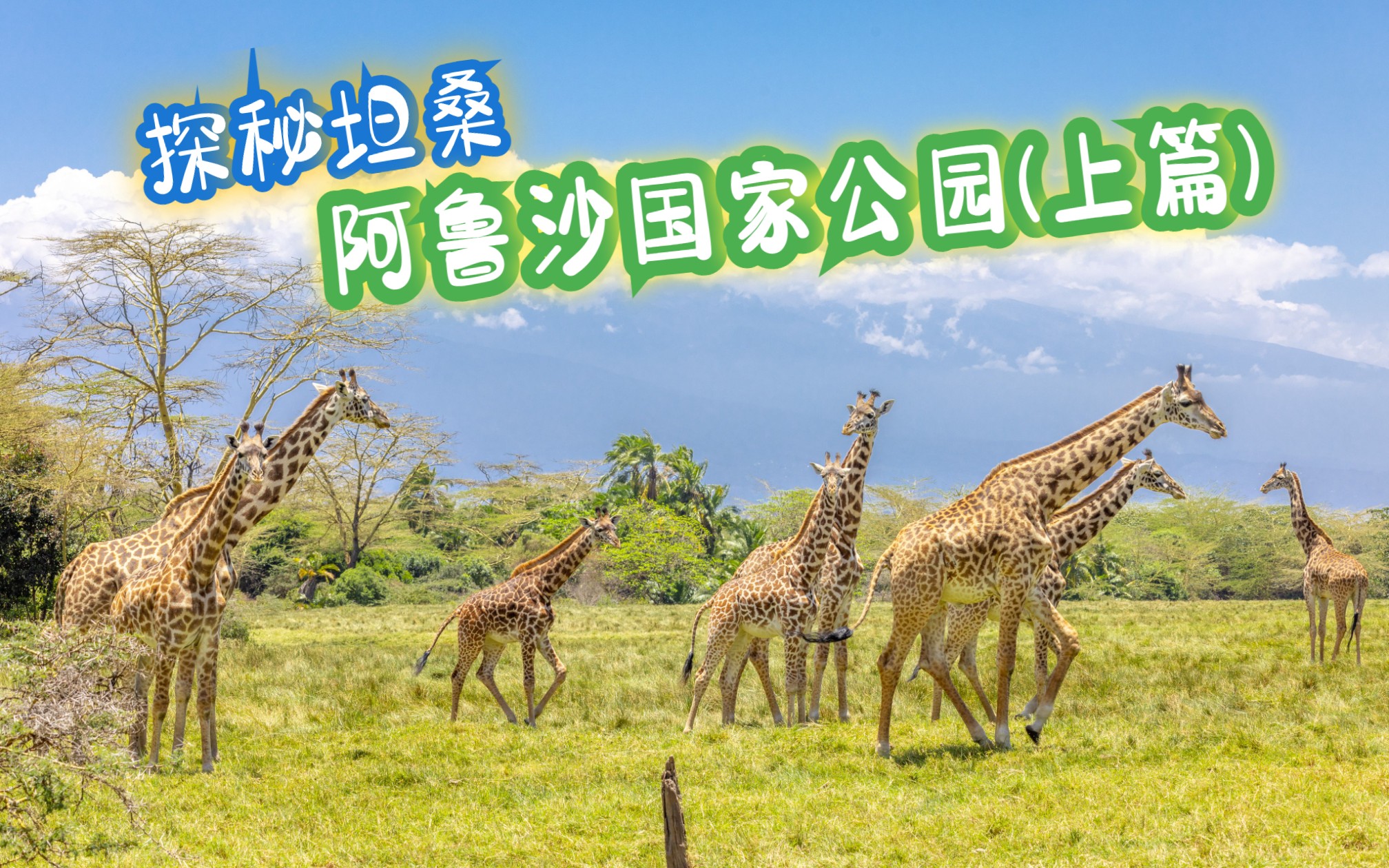 探秘坦桑 e3:阿鲁沙国家公园近距离遭遇长颈鹿