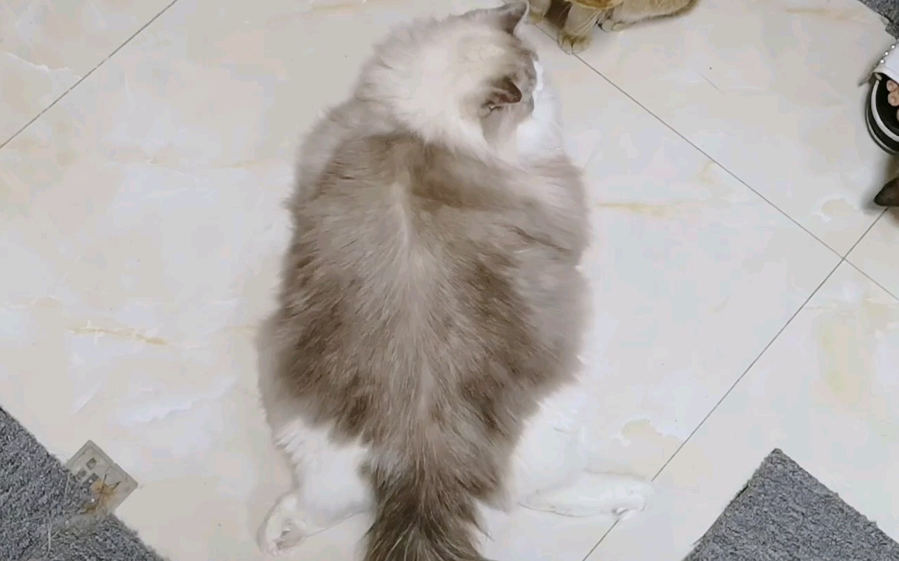 【布偶猫pie哥】四肢摊开的趴法真的太可爱了 像一张大饼子 233333