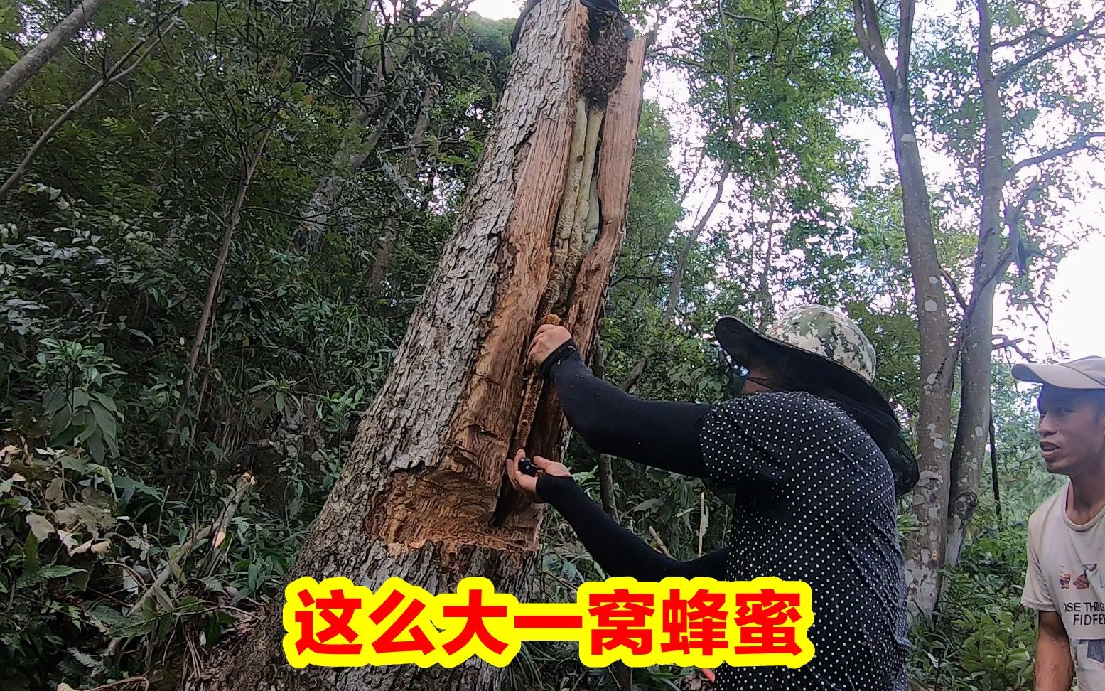 听老乡说山上有窝野蜂蜜,老罗小梁和老表上山寻找,收获一大窝哔哩哔哩bilibili