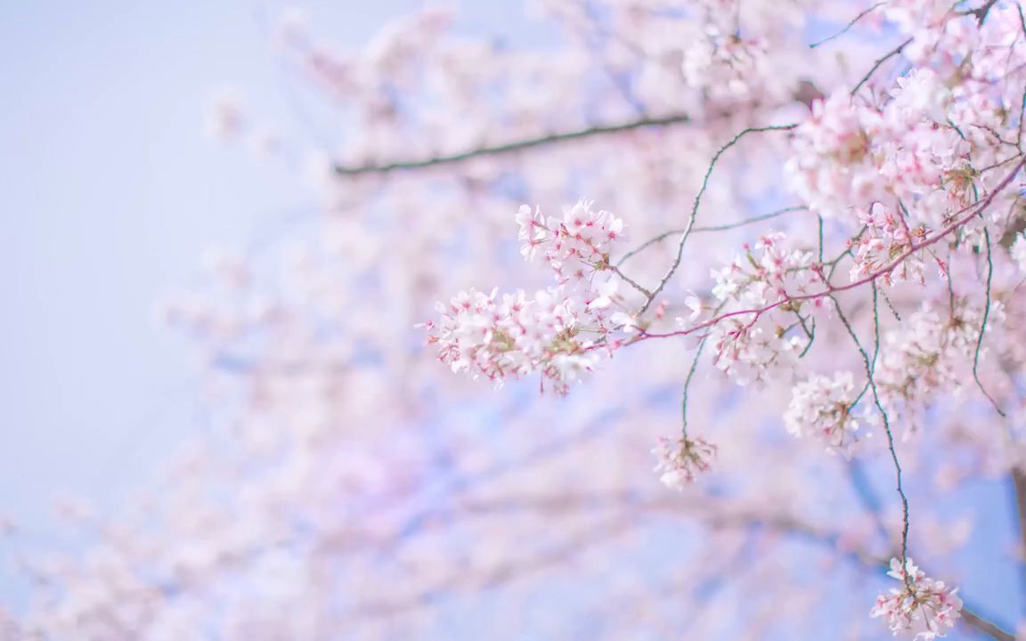 [图]樱花纷飞飘散