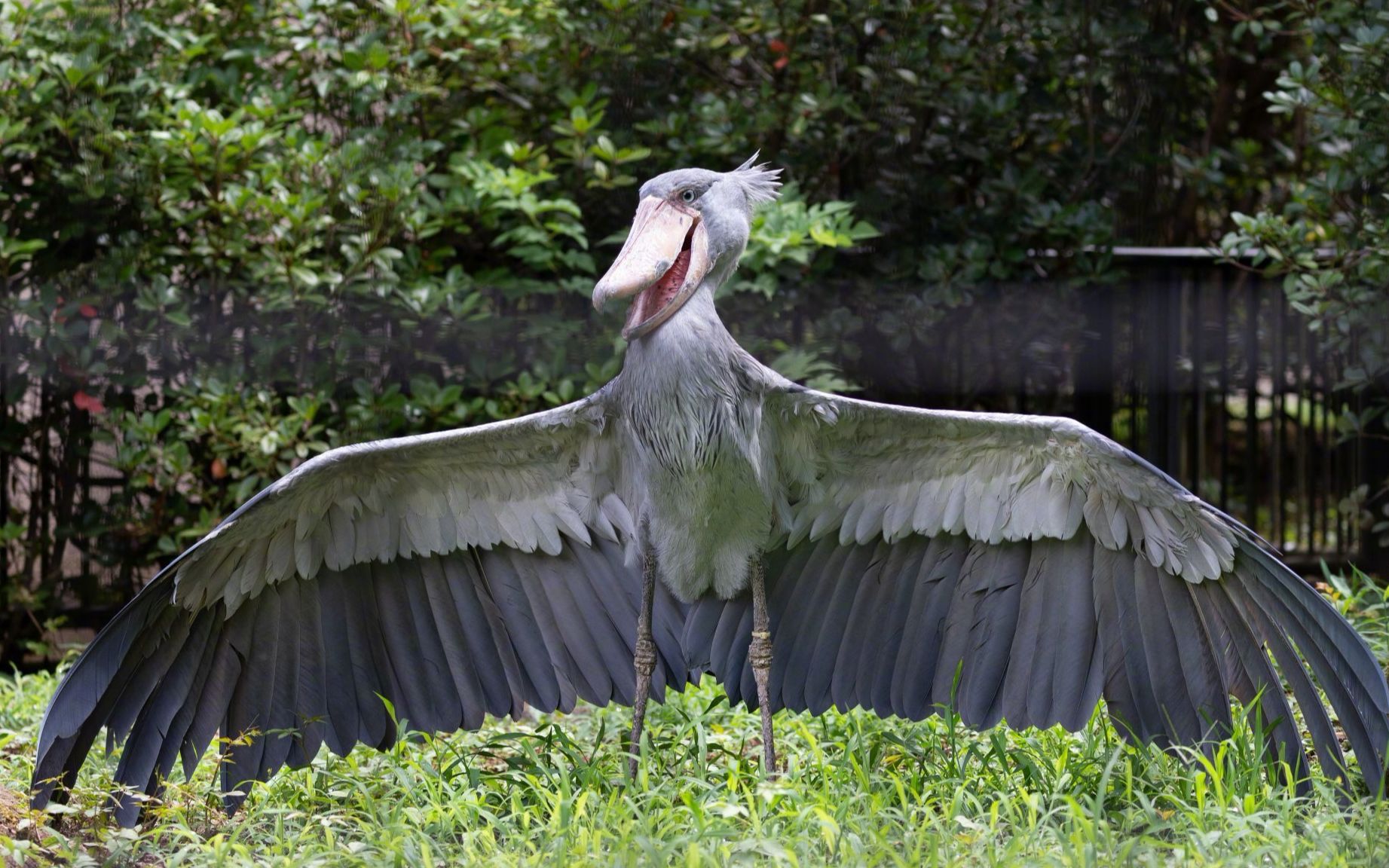 呆头呆脑鲸头鹳嘴巴像个大拖鞋敢吃鳄鱼
