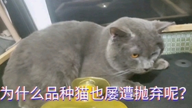 温馨的医宠关系:难得一见如此喜欢医生的宠物！真是个懂感恩的狗狗_哔哩 