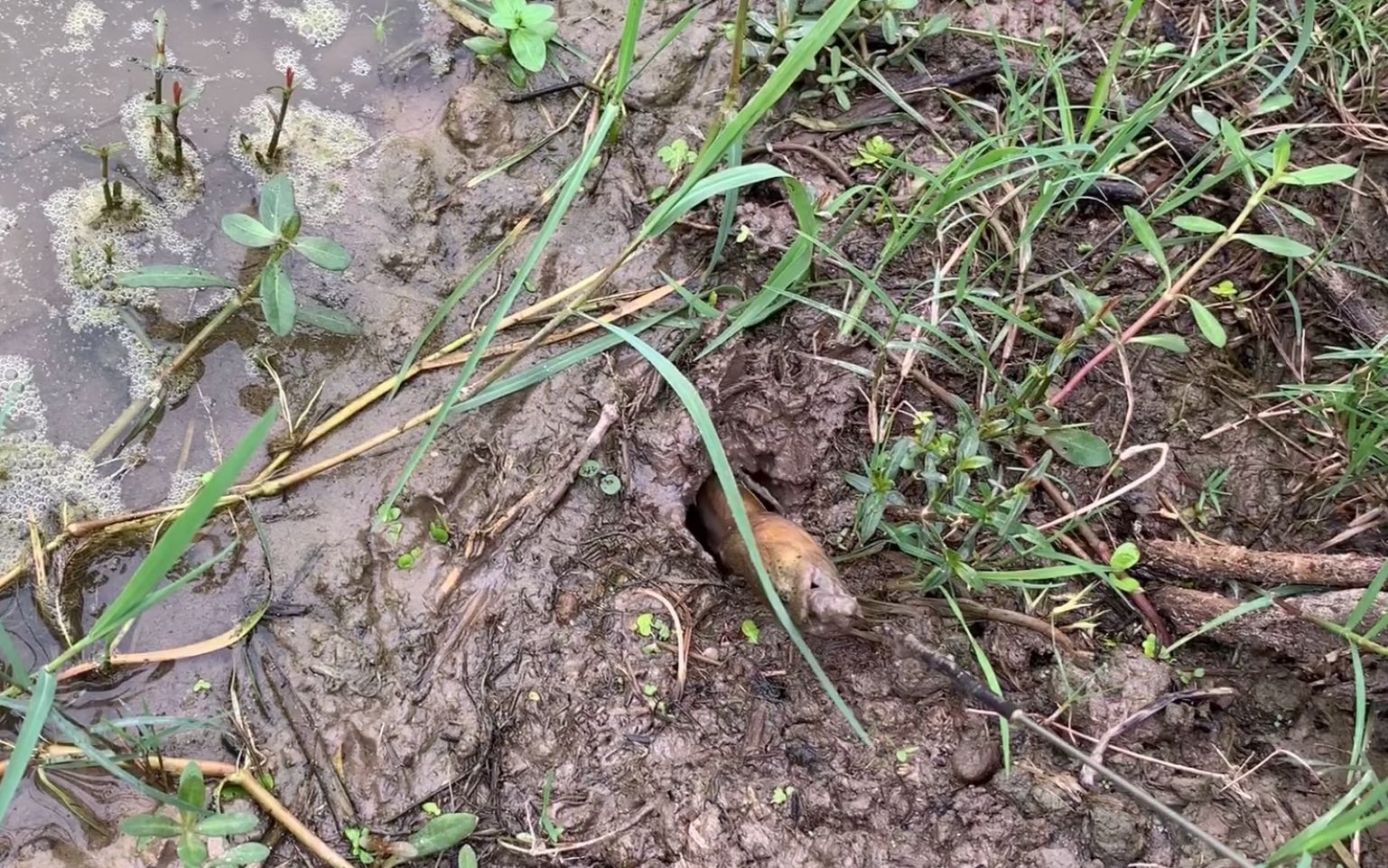 老淡教你怎么找黄鳝洞,学会了这几招,保证十拿九稳 一钓一个准