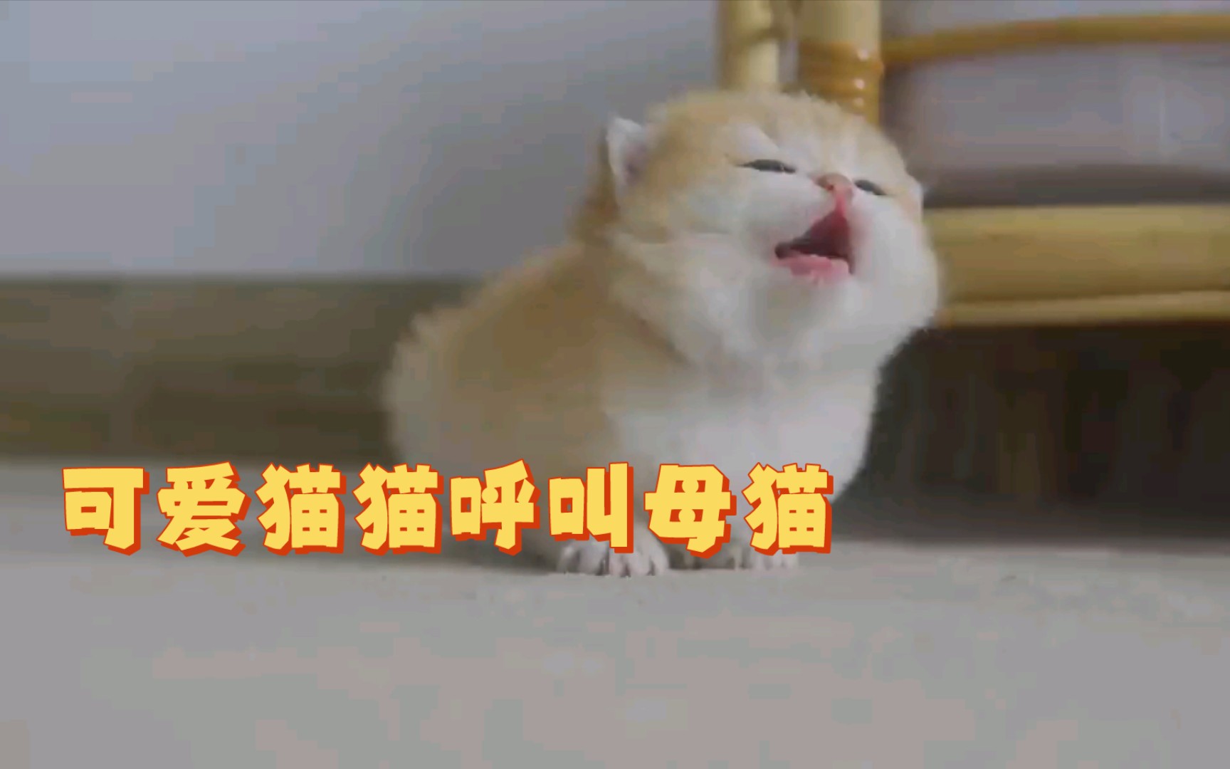 小猫猫找妈妈哔哩哔哩bilibili