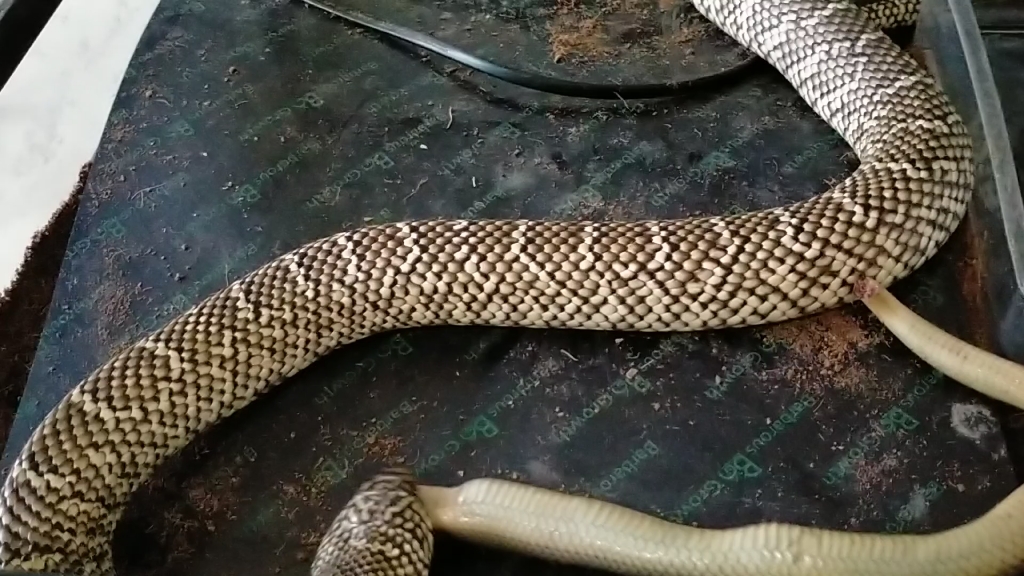 成母布鲁克吃带馅的冰冻水蛇