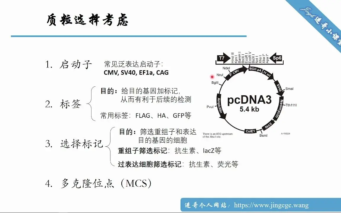 过表达原理及过表达引物设计流程_哔哩哔哩_bilibili