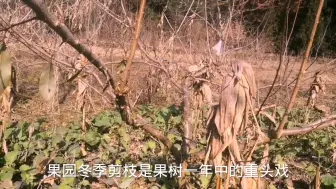 果树冬季管理重心和方法有哪些，两分钟看完，连小学生都能学会