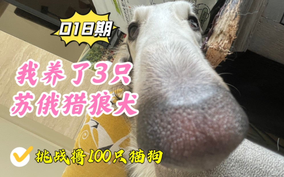 [图]什么档次的家庭，敢养3只苏俄猎狼犬