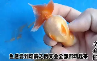 金鱼卵 搜索结果 哔哩哔哩 Bilibili