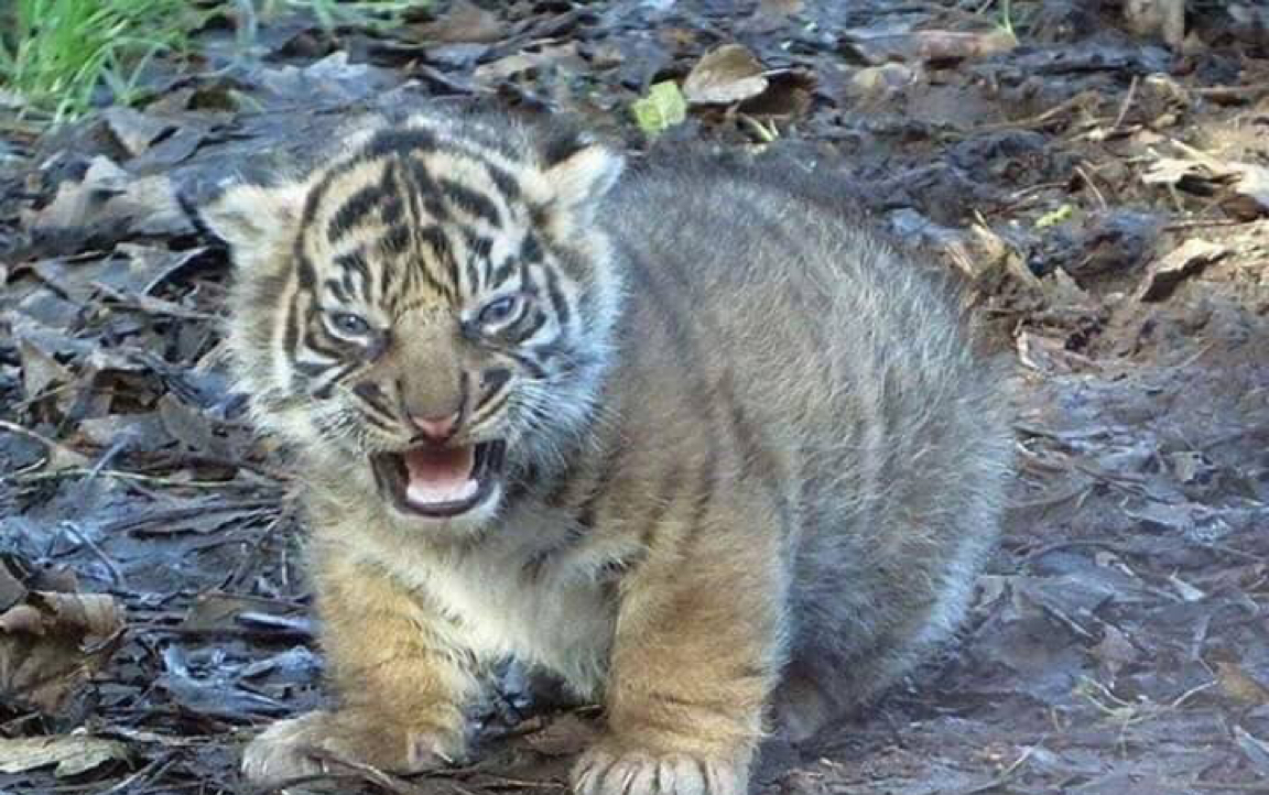 一只凶猛的脑虎是如何吃鸡滴_哔哩哔哩 (゜-゜)つロ 干杯~-bilibili