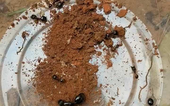 野采蚂蚁 近缘盲切叶蚁?