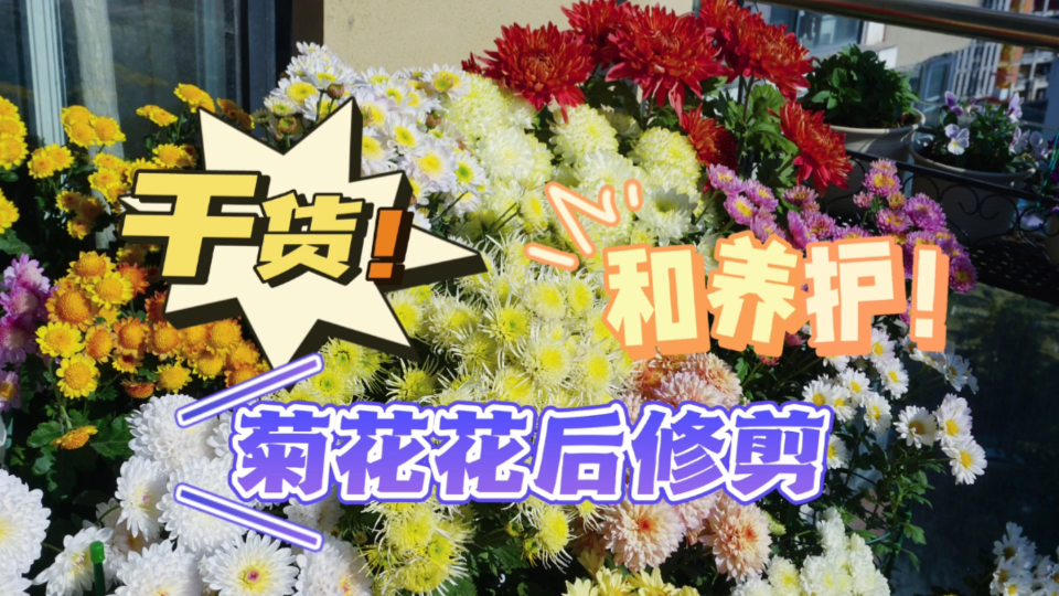 【种植干货】菊花花后修剪和养护哔哩哔哩bilibili