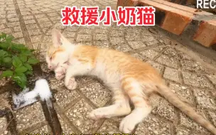 Скачать видео: 小奶猫不幸饿的瘫倒在地，需要紧急救援！