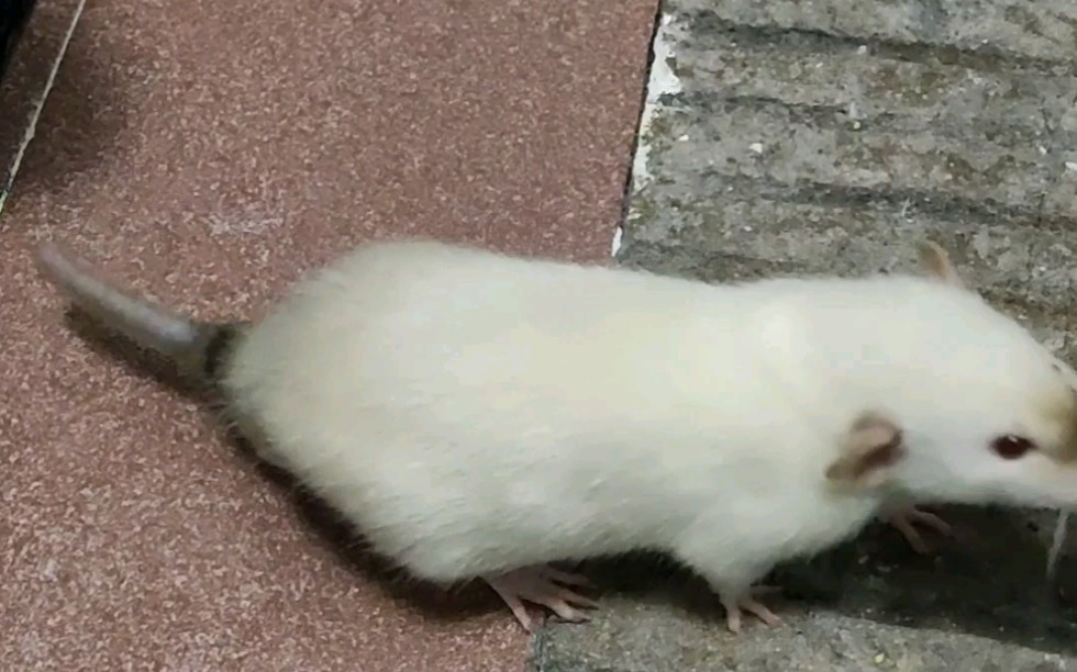 活动作品训练花枝鼠转圈记录