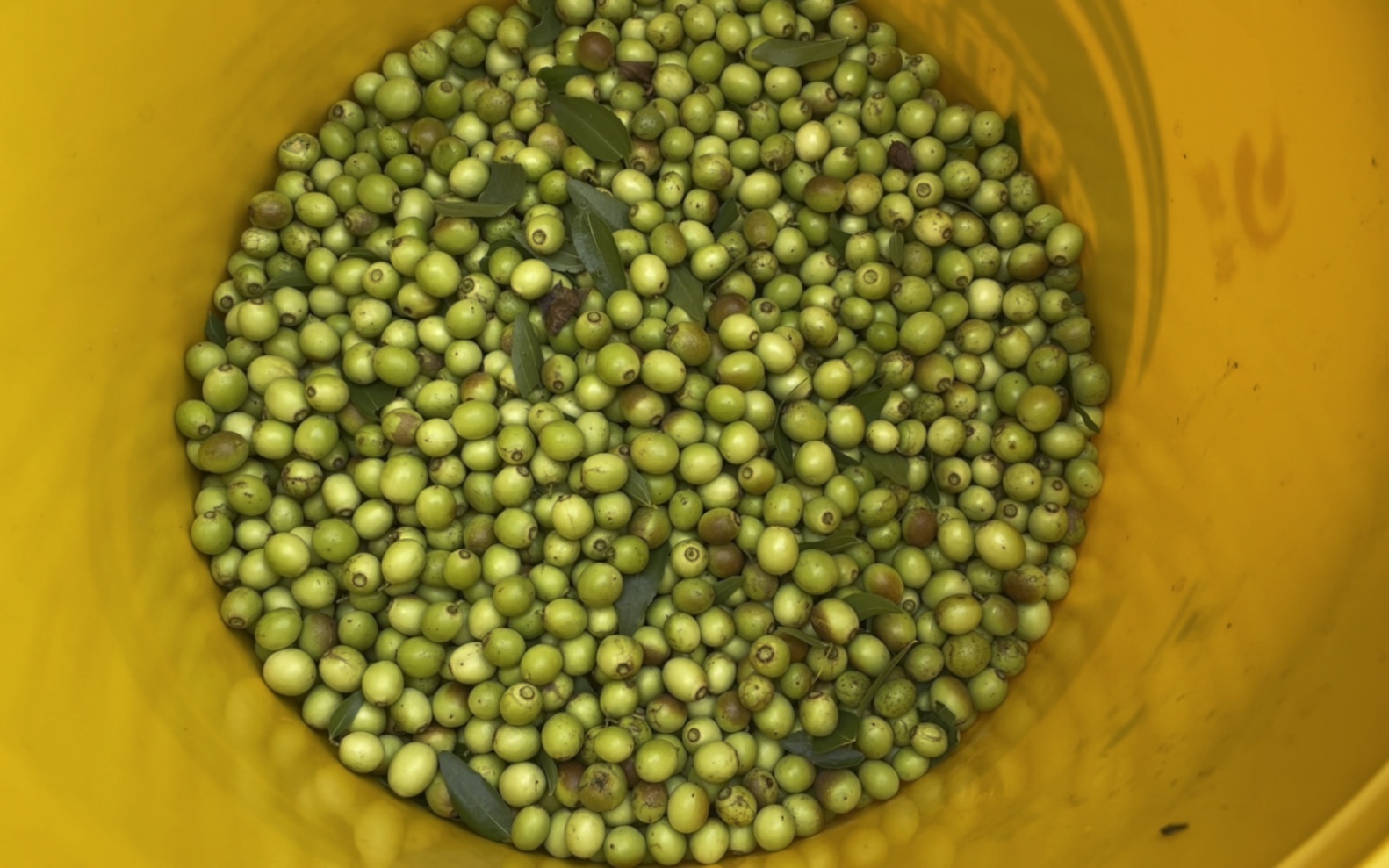 8.27 承德巴克什营镇附近 绿酸枣的命运