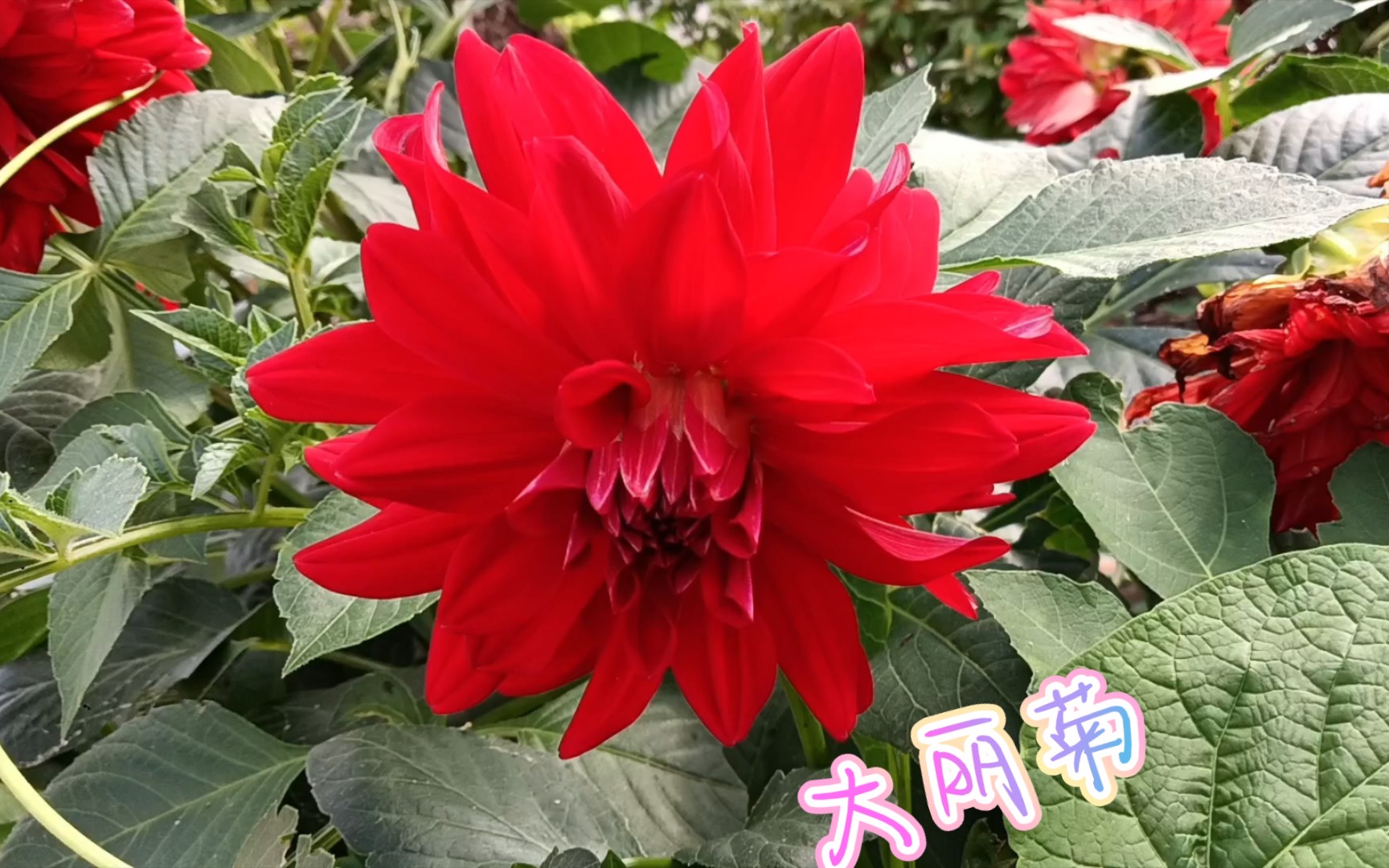 或许这种正红色就是我记忆深处对大丽菊的第一印象了.