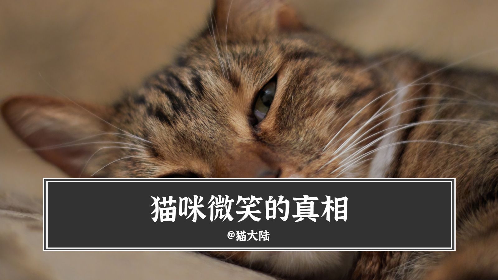 拍抖音猫微笑图片