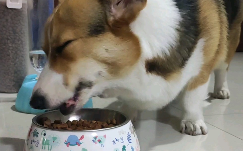 【柯基雪糕】刚睡醒的小猪猪吃饭饭