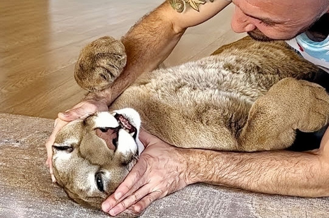 美洲狮梅西:爸,我准备好了,你来吧