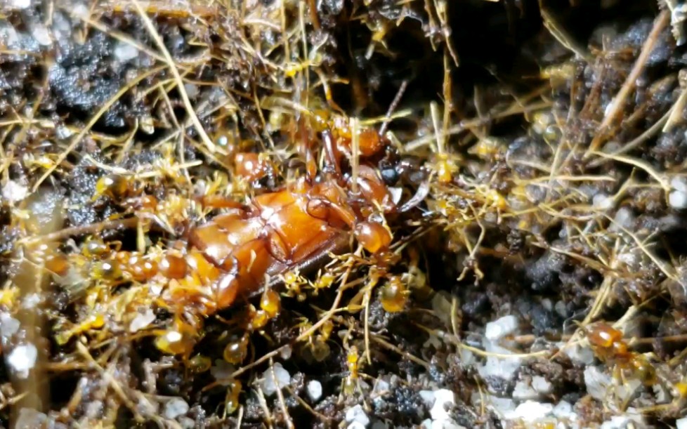 黑沟盲切叶蚁捕食黄粉甲_哔哩哔哩 (゜-゜)つロ 干杯~-bilibili