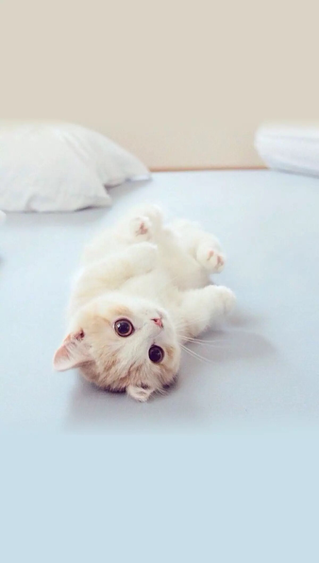 2021/3.3善解人意小猫咪4