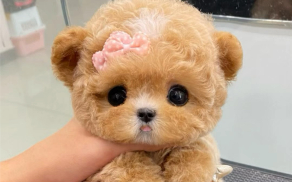 为上海的一位大美女粉丝挑选泰迪熊,小狗狗眼睛露出来的时候太惊艳啦