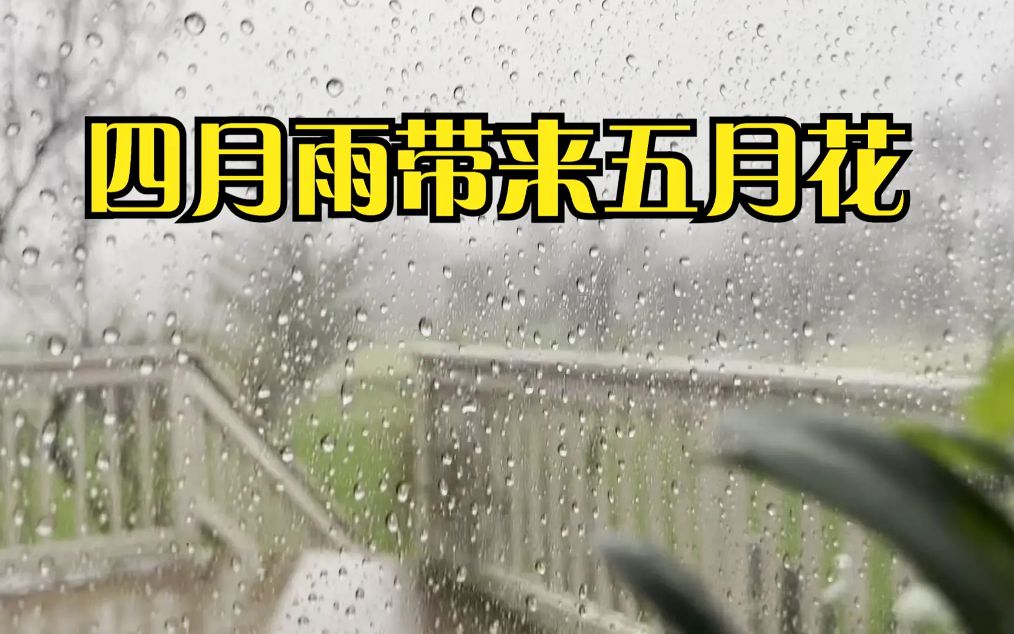 四月雨带来五月花,育儿如同养花一样,随性生长,静等花开哔哩哔哩bilibili