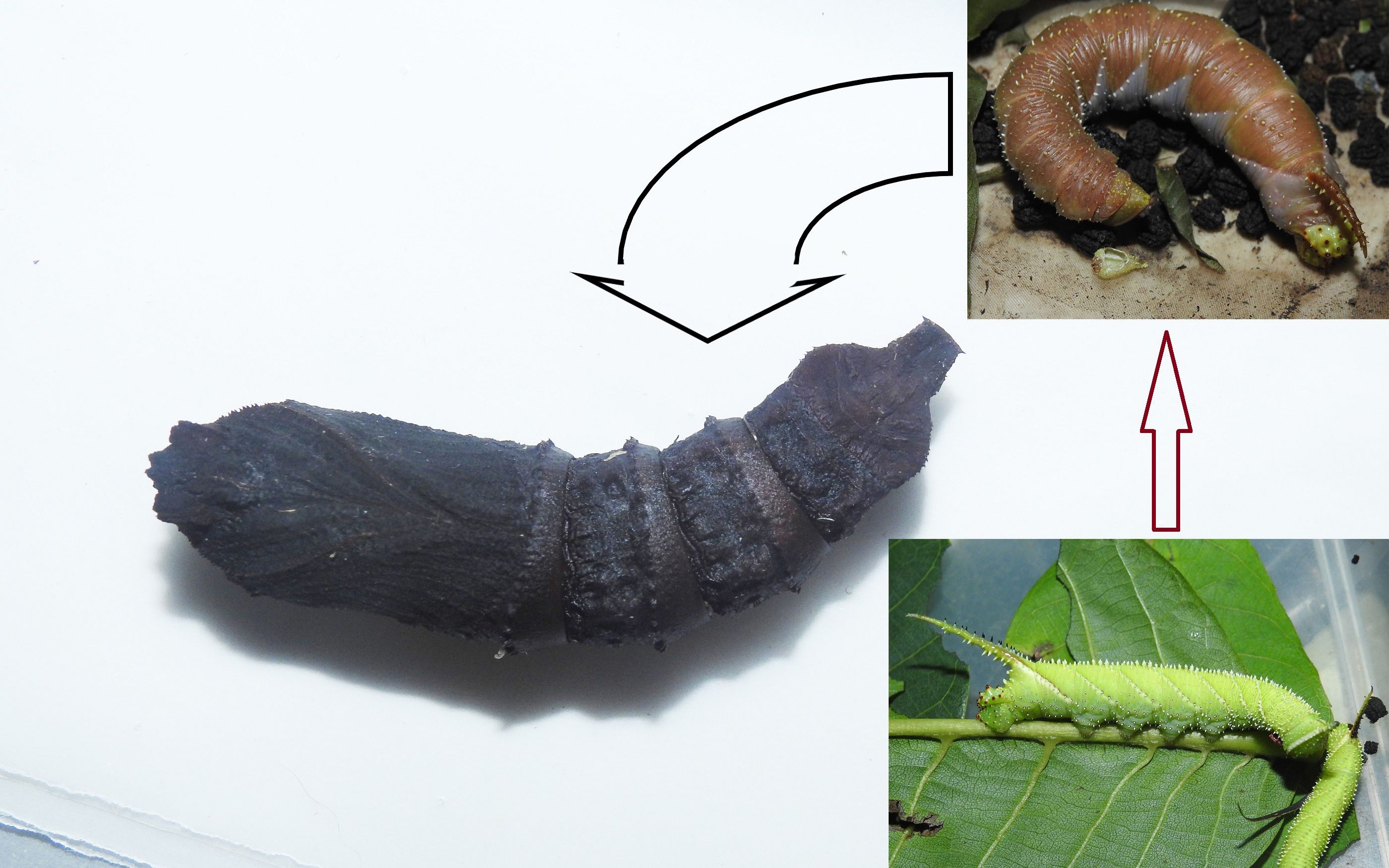 【大叫虫】这盾天蛾化蛹了也会叫