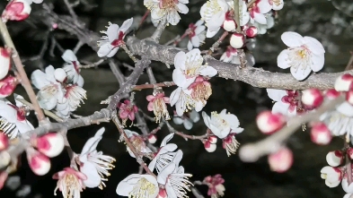 湖北中医药大学2022/2/21晚摄 杏花哔哩哔哩bilibili